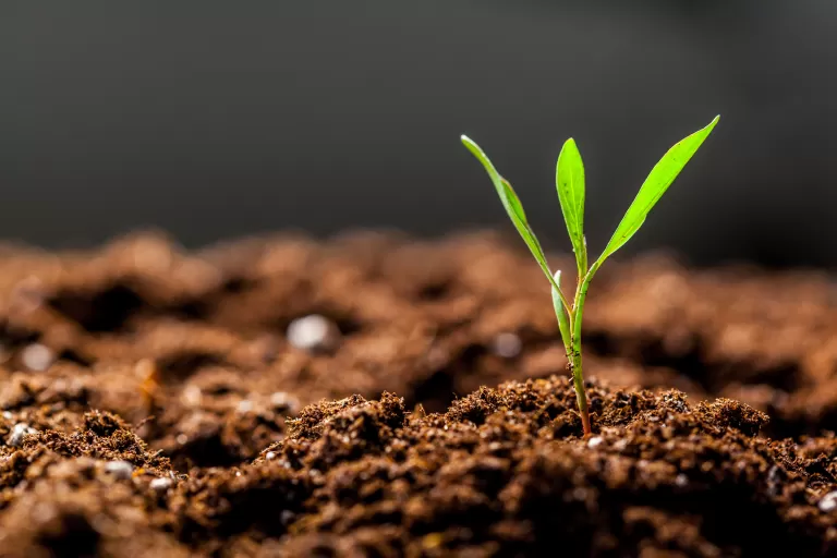 Fertile Soil